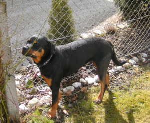 Rosi.jpg (300 x 246)